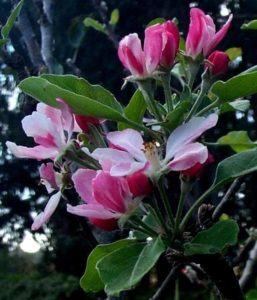 manzano flor de bach