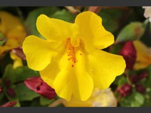 flor de bach para el dominio-mimulo