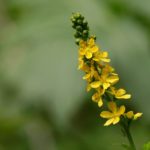 Agrimonia flor de bach autenticidad