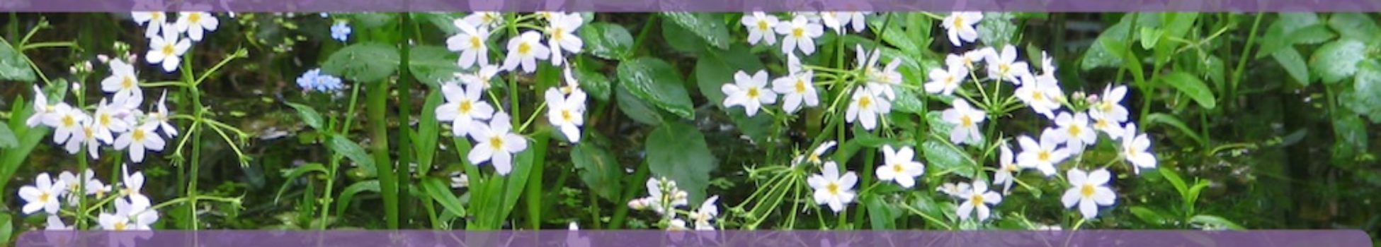 Afirmación del día de Luz Pura Floral. Violeta de Agua-Espiritualidad