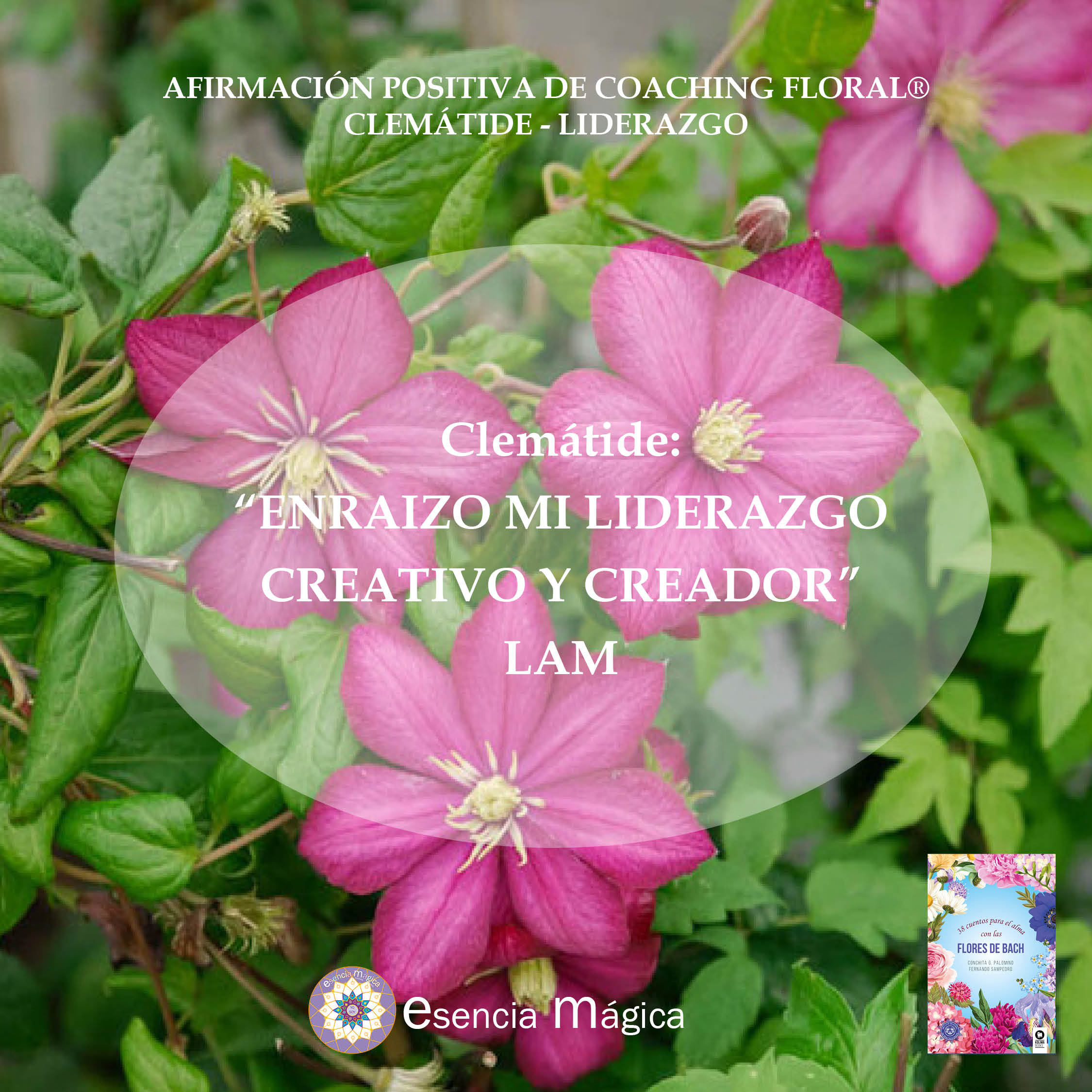 Afirmación positiva de Luz Pura Floral. Clemátide-Liderazgo