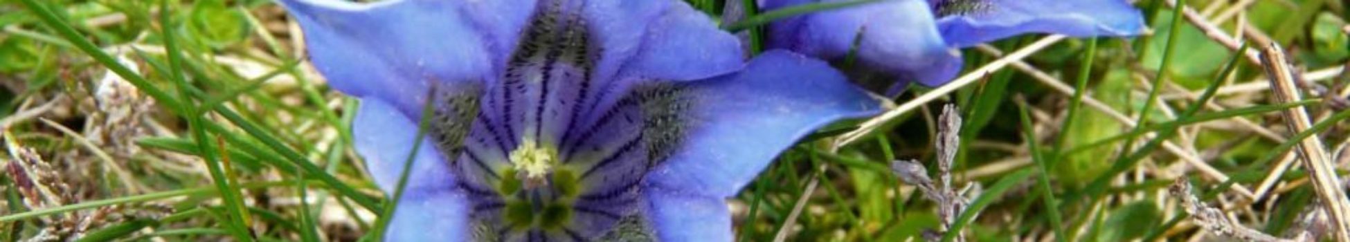 Luz Pura Floral Genciana-Ilusión. Curso online flores de Bach