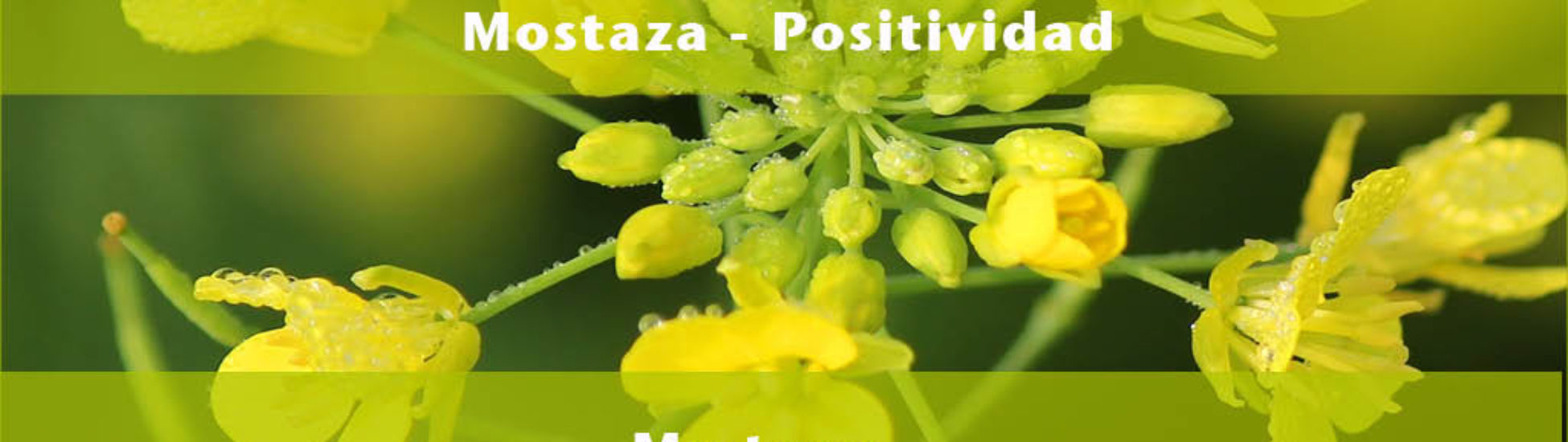 Afirmación positiva de Luz Pura Floral. Mostaza-Positividad