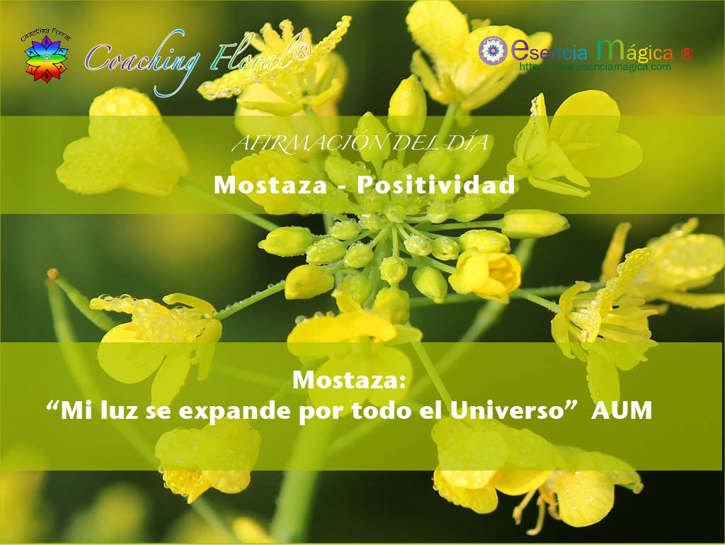 Afirmación positiva de Luz Pura Floral. Mostaza-Positividad