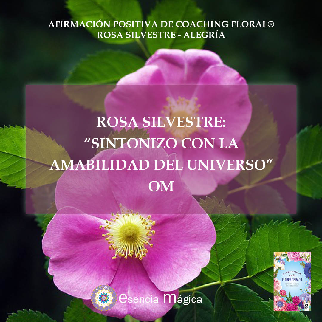 Afirmación positiva de Luz Pura Floral- Rosa Silvestre-Alegría