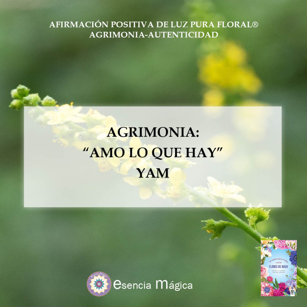 Afirmación Positiva De Luz Pura Floral Agrimonia Autenticidad Esencia Magica 1664