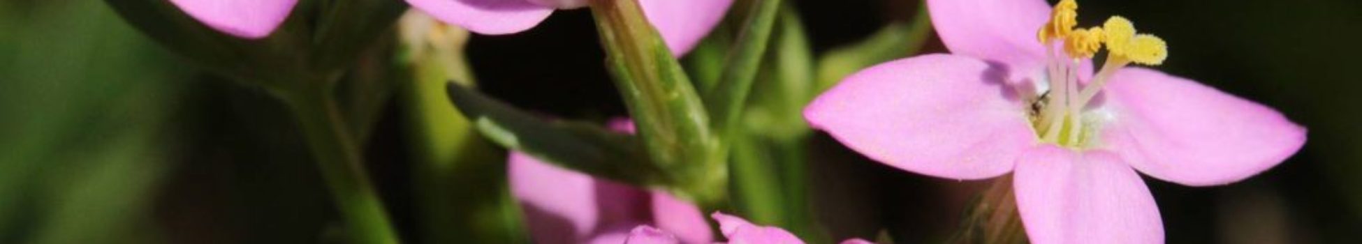 Luz Pura Floral Centaura-Centramiento. Curso Online