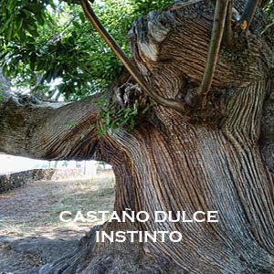 CASTAÑO DULCE-INSTINTO
