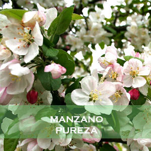 Manzano-Pureza