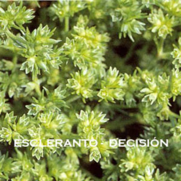 Escleranto-Decisión. Versión Cristal