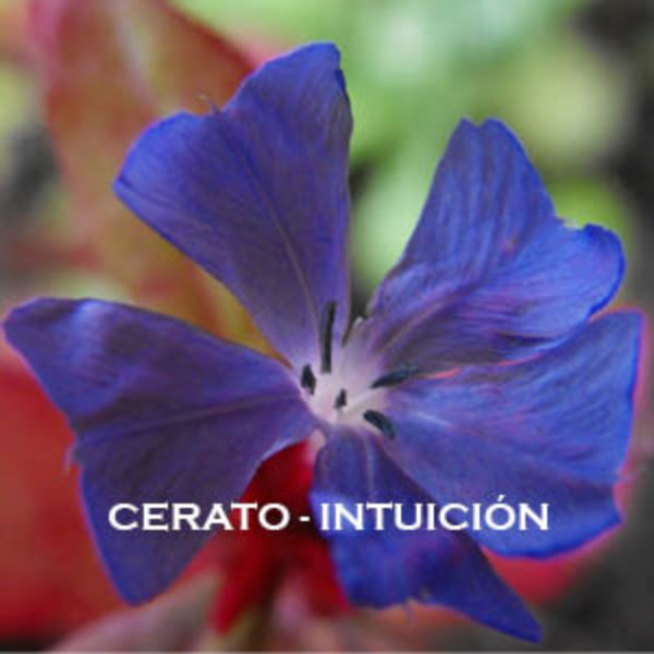 Cerato-Intuición. Versión Cristal