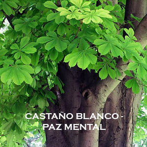 Castaño Blanco-Paz Mental. Versión Cristal