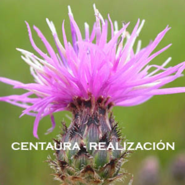 Centaura-Realización. Versión Cristal