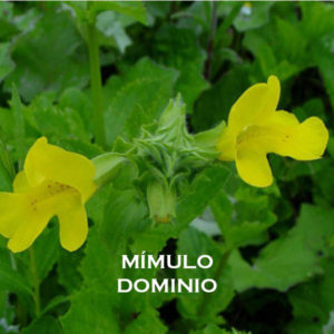 Mímulo-Dominio