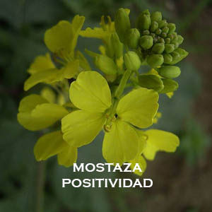 Mostaza-Positividad
