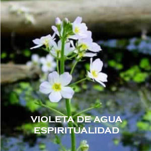 Violeta de Agua-Espiritualidad