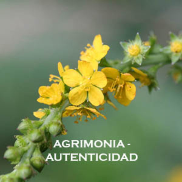 Agrimonia-Autenticidad. Versión Cristal