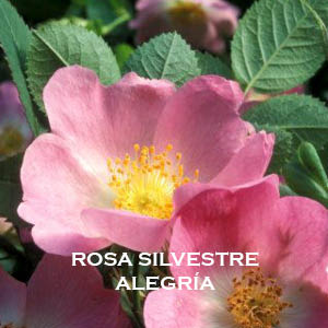 rosa silvestre-alegría