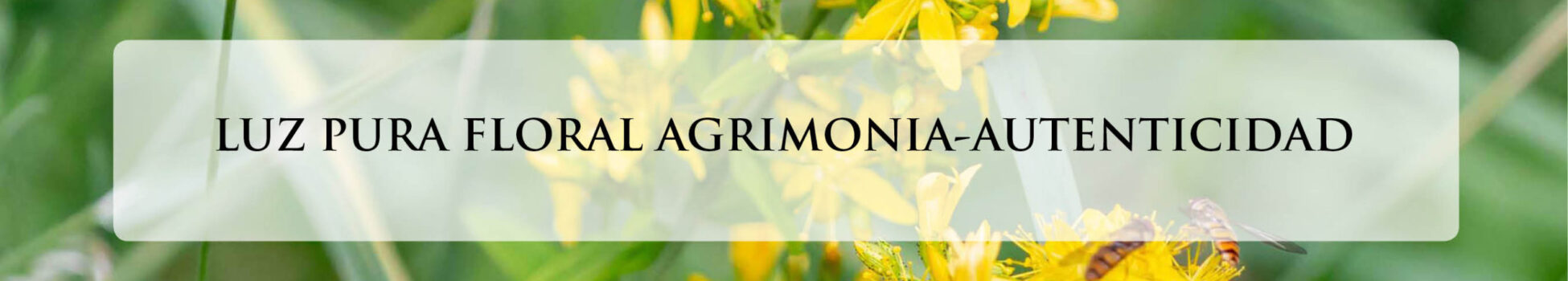 AGRIMONIA