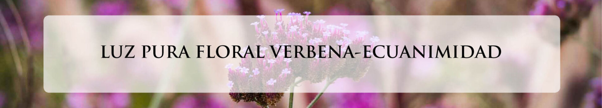 VERBENA