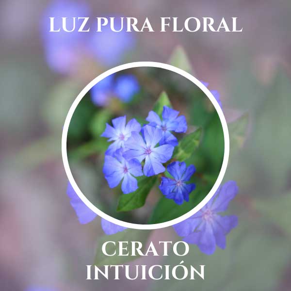 Luz Pura Floral Cerato-Intuición