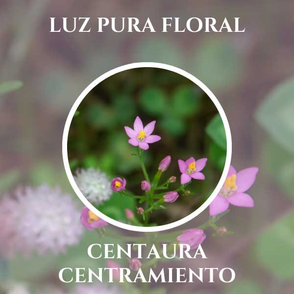 Luz Pura Floral Centaura-Centramiento