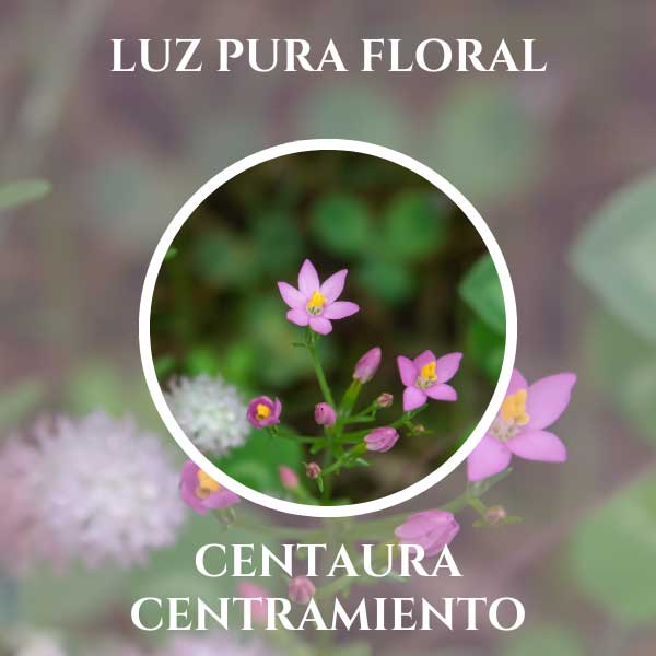 Luz Pura Floral Centaura-Centramiento
