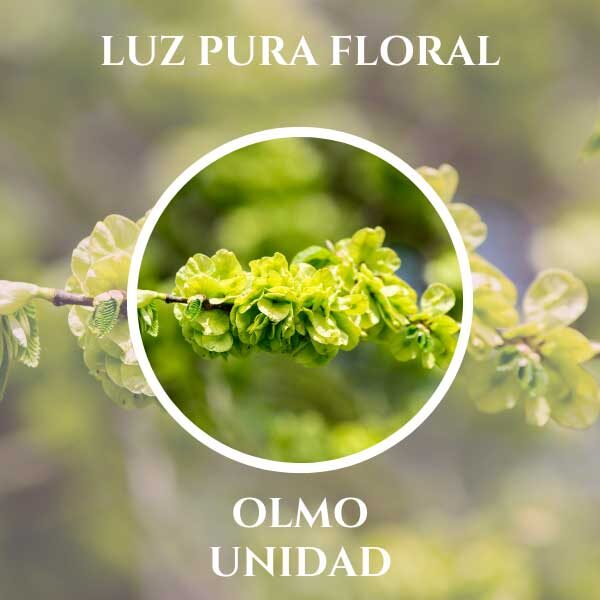Luz Pura Floral Olmo-Unidad