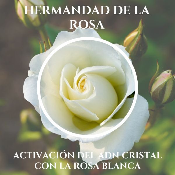 Activación del ADN Cristal con la Rosa Blanca Multidimensional